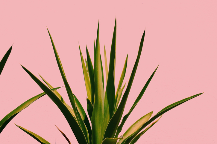 L’aloe vera ou la plante à inclure dans votre routine beauté